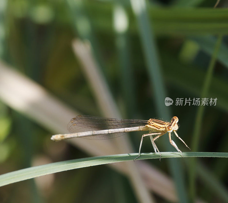 白腿豆娘(Platycnemis pennipes)雌性